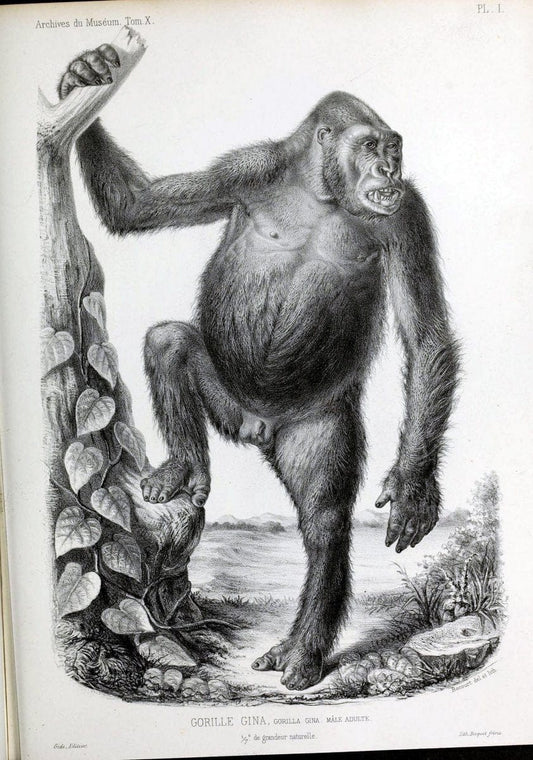 Archives du MusÃ©um d'Histoire Naturelle, Paris.  |  | Vintage Print Reproduction 458014