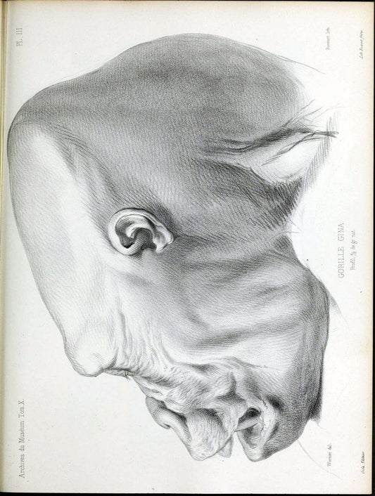 Archives du MusÃ©um d'Histoire Naturelle, Paris.  |  | Vintage Print Reproduction 458016