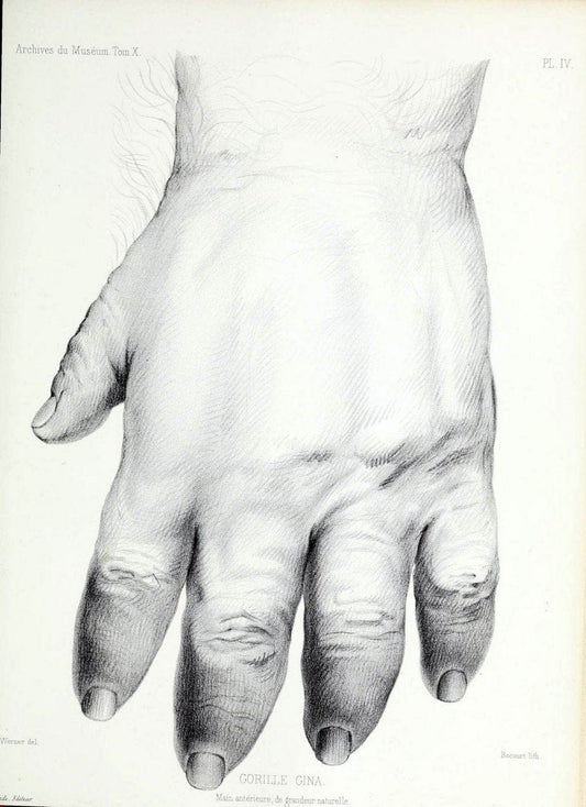 Archives du MusÃ©um d'Histoire Naturelle, Paris.  |  | Vintage Print Reproduction 458017