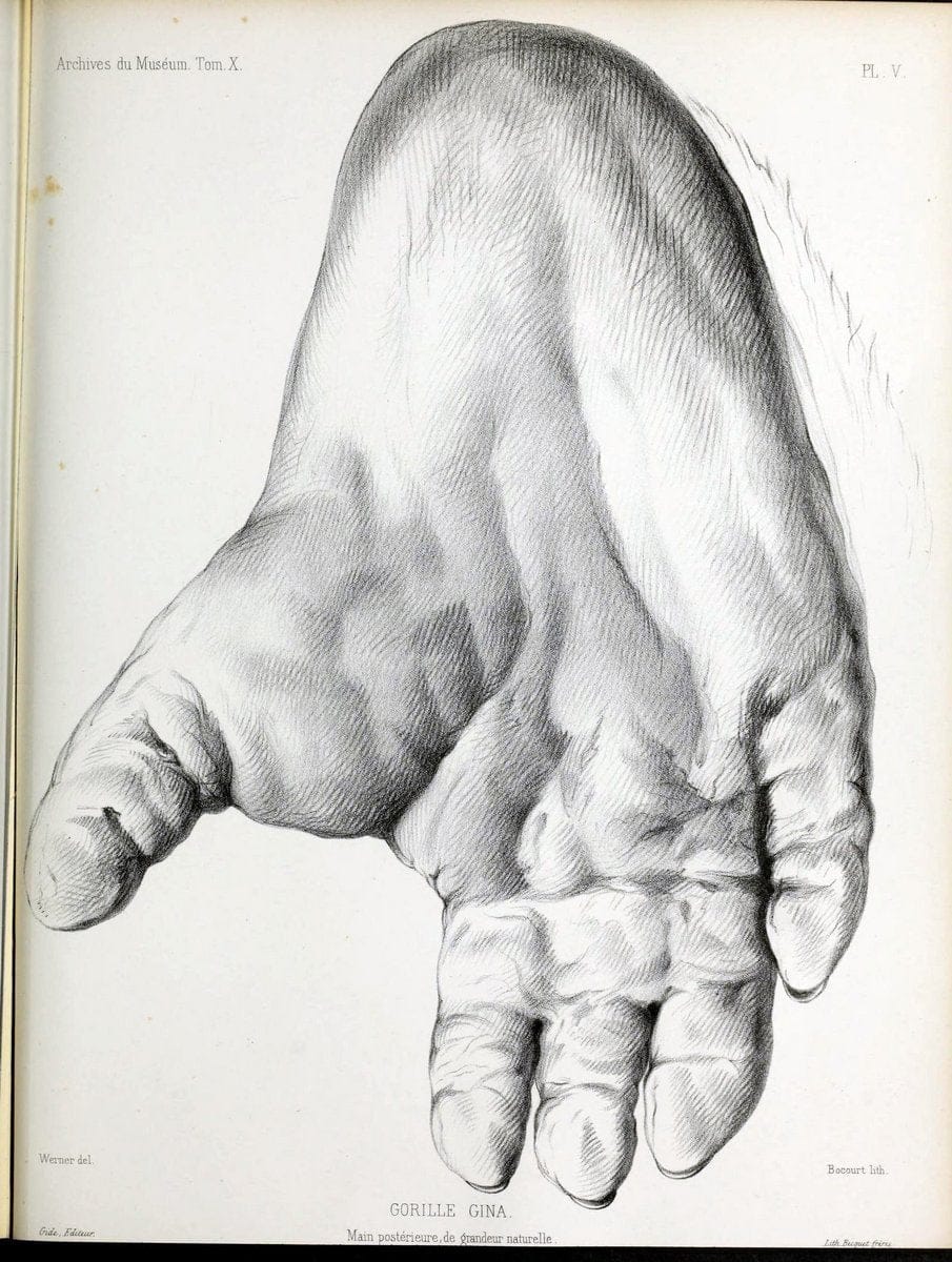 Archives du MusÃ©um d'Histoire Naturelle, Paris.  |  | Vintage Print Reproduction 458018