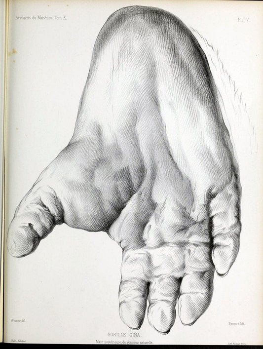 Archives du MusÃ©um d'Histoire Naturelle, Paris.  |  | Vintage Print Reproduction 458018