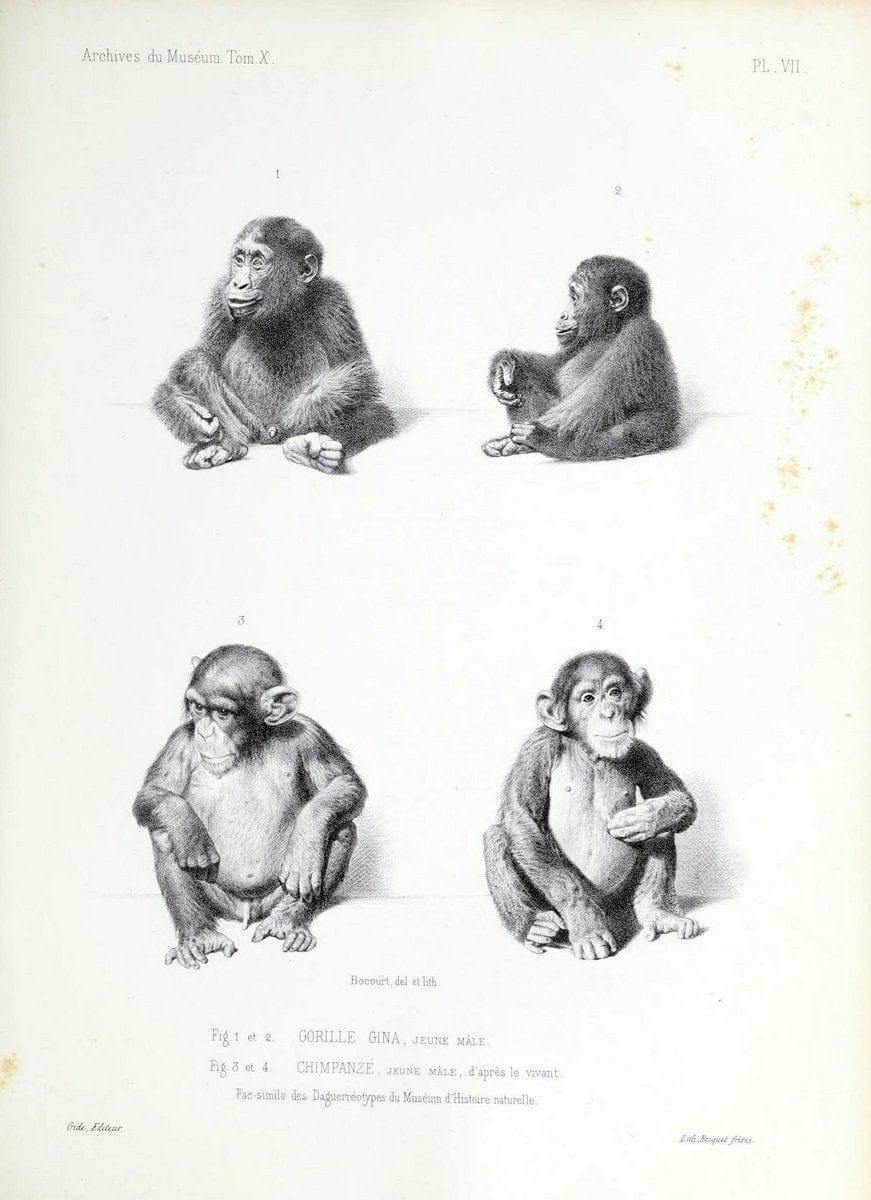 Archives du MusÃ©um d'Histoire Naturelle, Paris.  |  | Vintage Print Reproduction 458019