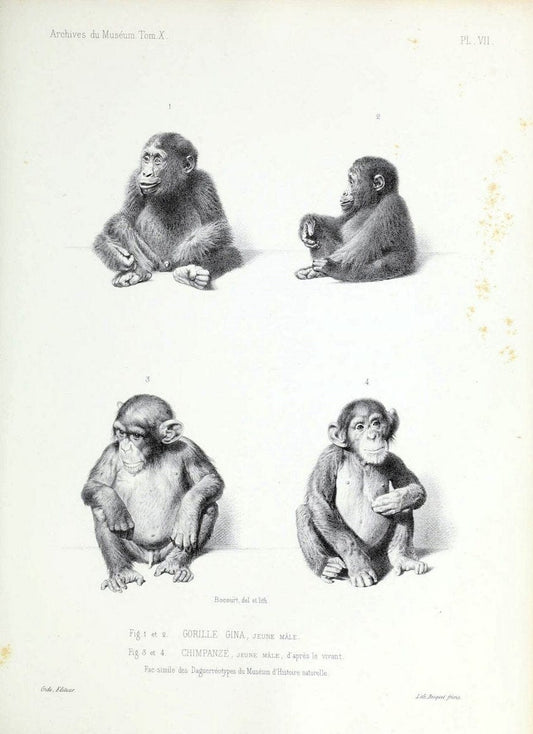 Archives du MusÃ©um d'Histoire Naturelle, Paris.  |  | Vintage Print Reproduction 458019