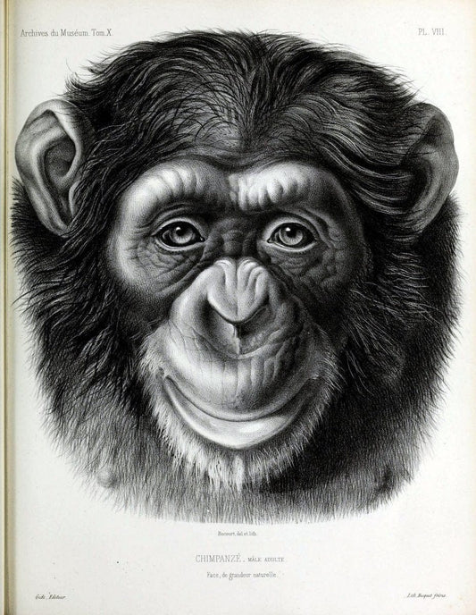 Archives du MusÃ©um d'Histoire Naturelle, Paris.  |  | Vintage Print Reproduction 458020
