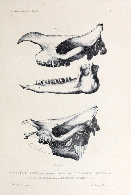 Archives du MusÃ©um d'Histoire Naturelle, Paris.  |  | Vintage Print Reproduction 458021