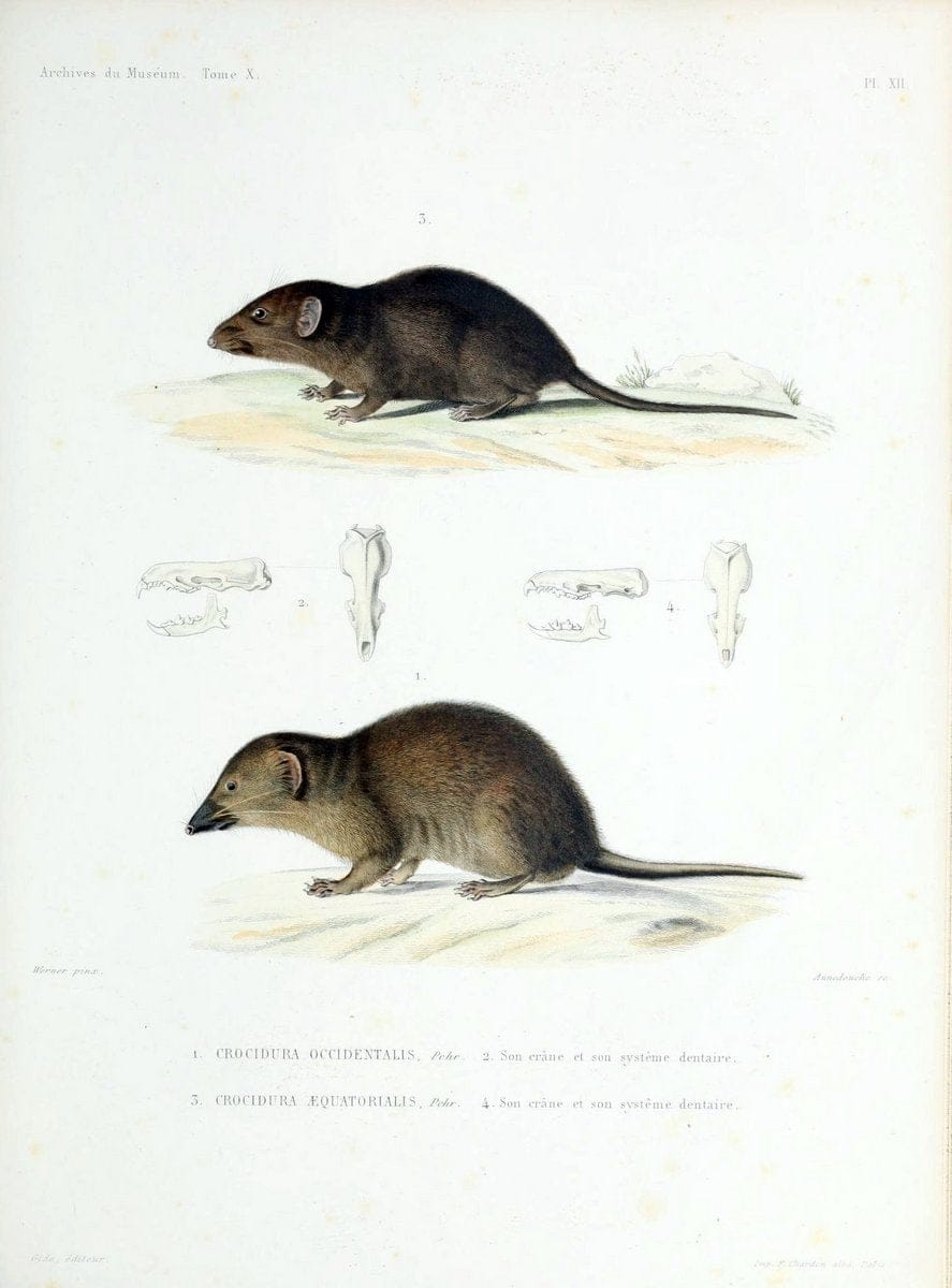 Archives du MusÃ©um d'Histoire Naturelle, Paris.  |  | Vintage Print Reproduction 458023