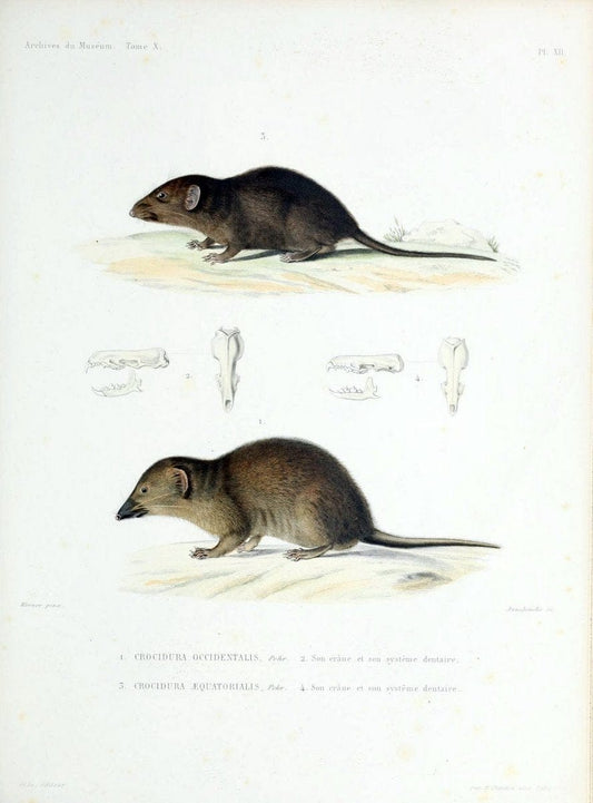 Archives du MusÃ©um d'Histoire Naturelle, Paris.  |  | Vintage Print Reproduction 458023