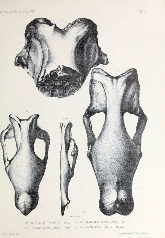 Archives du MusÃ©um d'Histoire Naturelle, Paris.  |  | Vintage Print Reproduction 458024