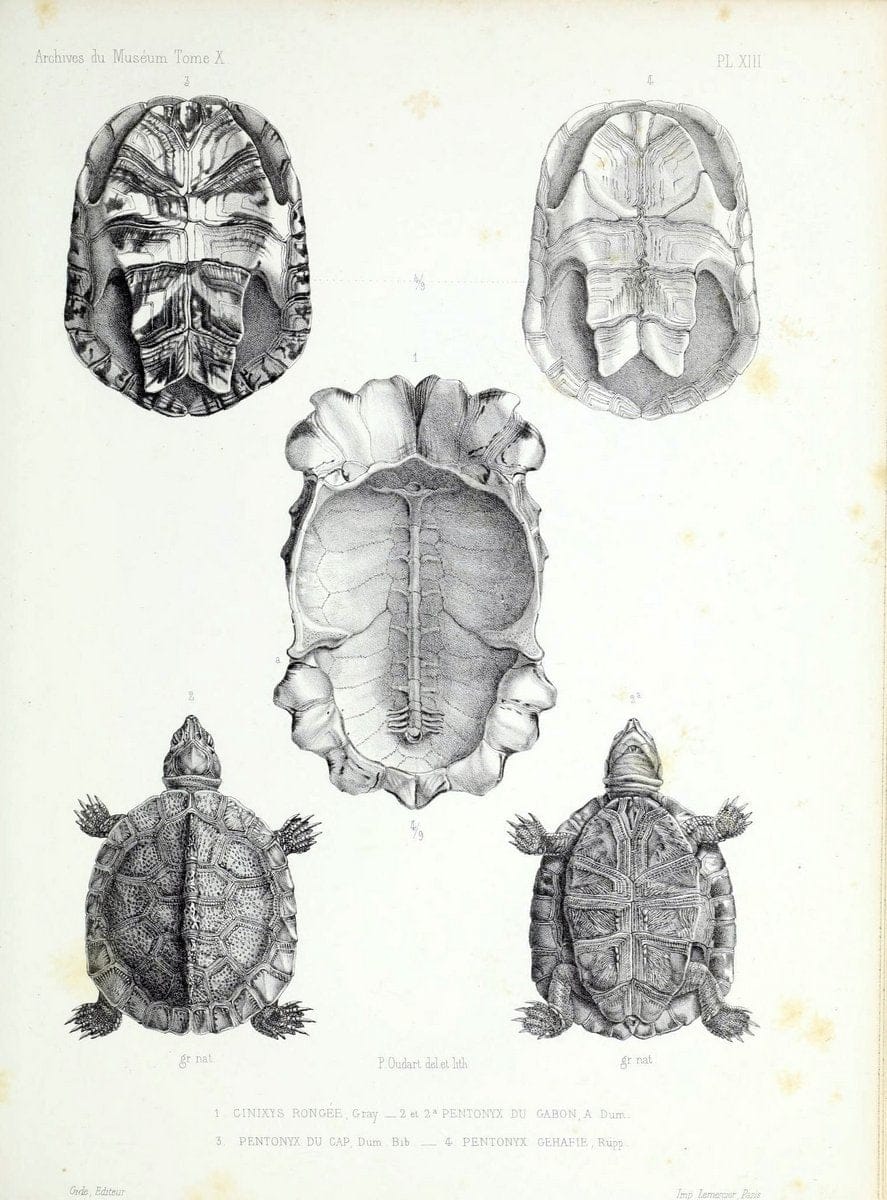 Archives du MusÃ©um d'Histoire Naturelle, Paris.  |  | Vintage Print Reproduction 458025