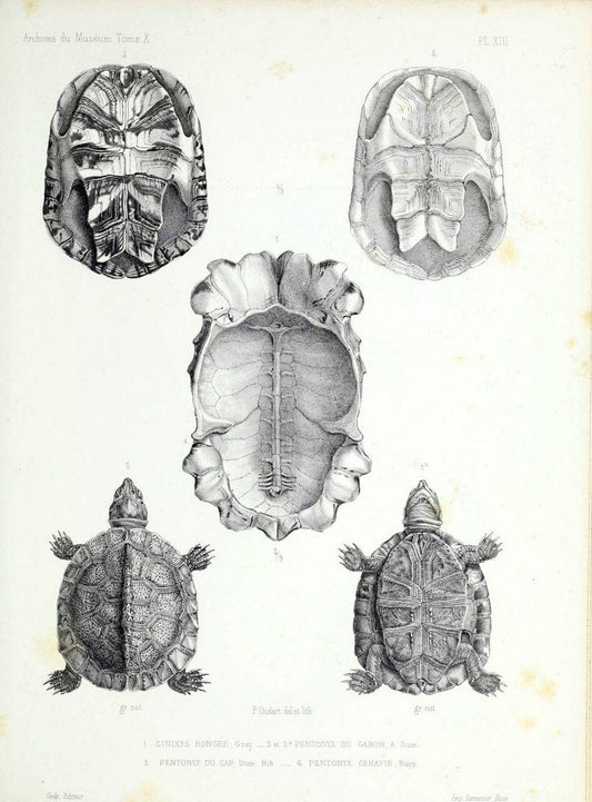 Archives du MusÃ©um d'Histoire Naturelle, Paris.  |  | Vintage Print Reproduction 458025