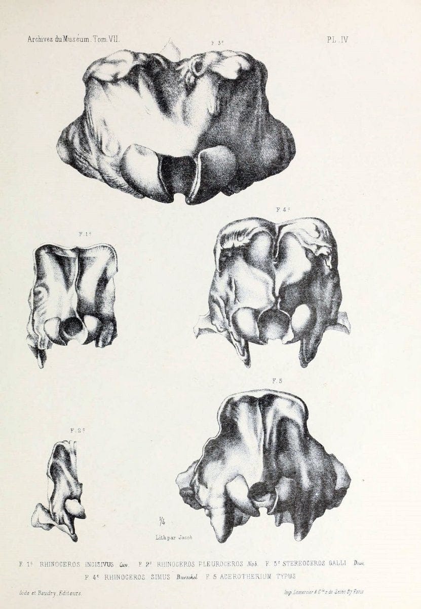 Archives du MusÃ©um d'Histoire Naturelle, Paris.  |  | Vintage Print Reproduction 458026