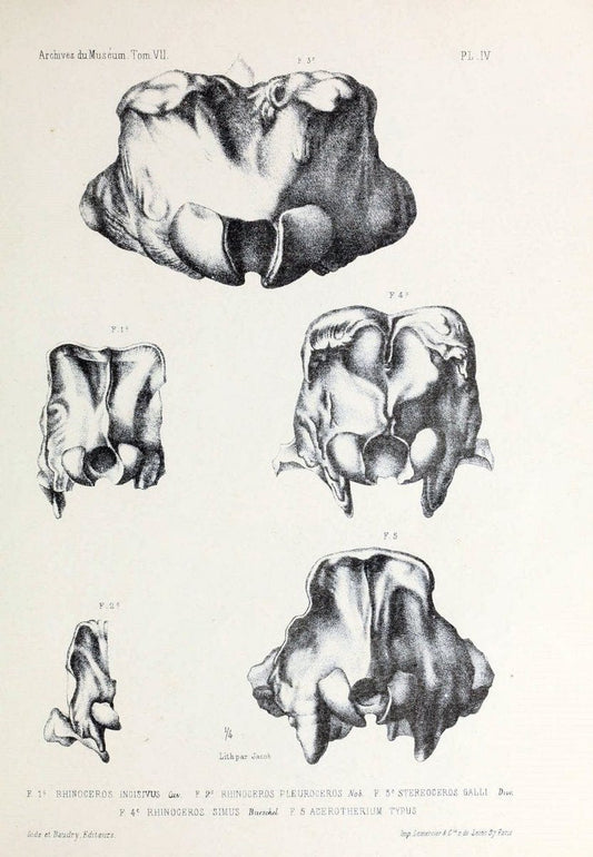 Archives du MusÃ©um d'Histoire Naturelle, Paris.  |  | Vintage Print Reproduction 458026