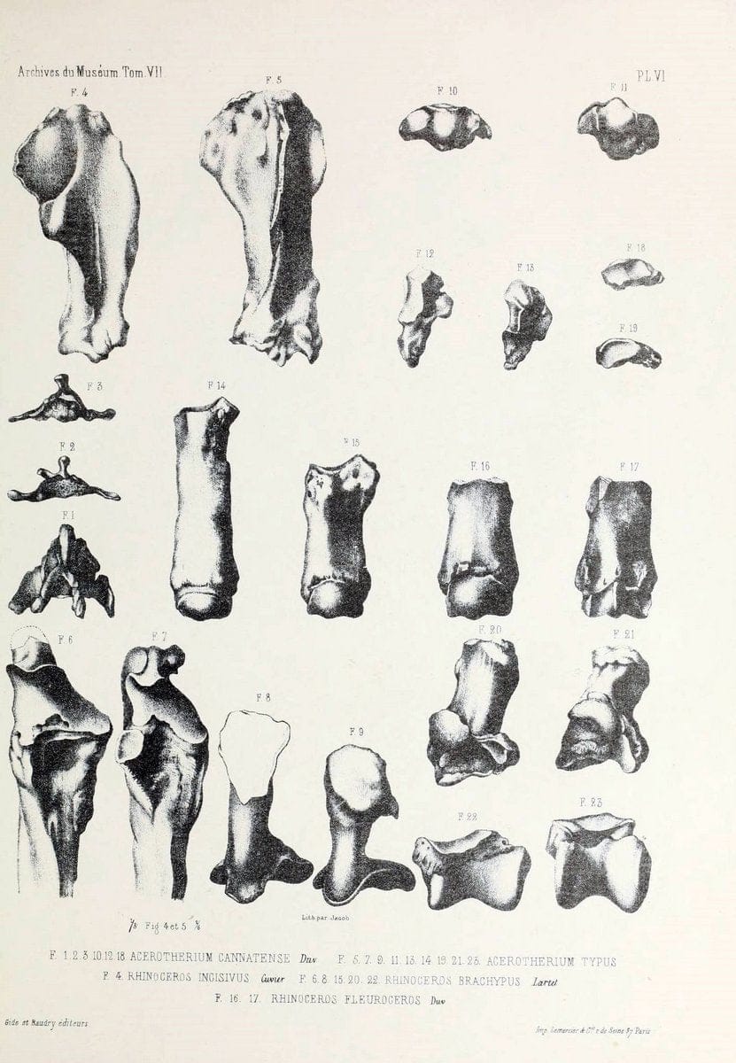 Archives du MusÃ©um d'Histoire Naturelle, Paris.  |  | Vintage Print Reproduction 458027