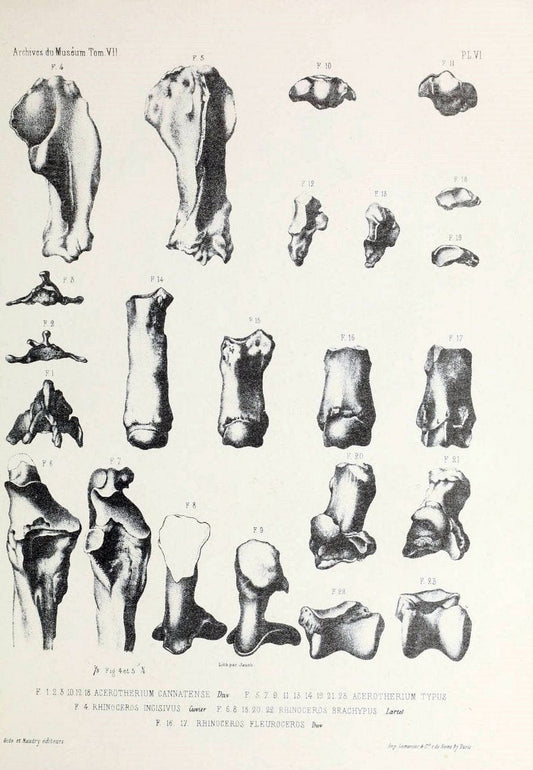 Archives du MusÃ©um d'Histoire Naturelle, Paris.  |  | Vintage Print Reproduction 458027