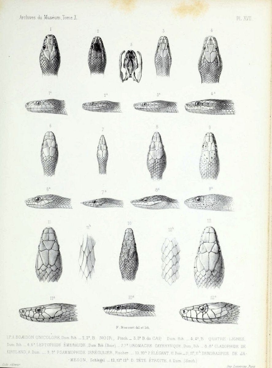 Archives du MusÃ©um d'Histoire Naturelle, Paris.  |  | Vintage Print Reproduction 458029