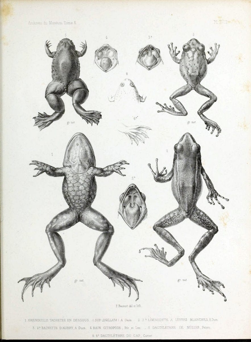 Archives du MusÃ©um d'Histoire Naturelle, Paris.  |  | Vintage Print Reproduction 458030