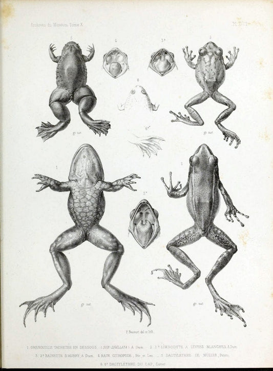 Archives du MusÃ©um d'Histoire Naturelle, Paris.  |  | Vintage Print Reproduction 458030