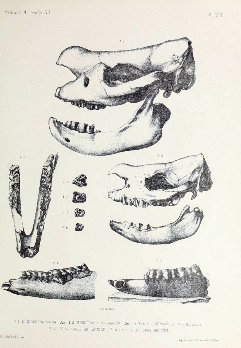 Archives du MusÃ©um d'Histoire Naturelle, Paris.  |  | Vintage Print Reproduction 458031