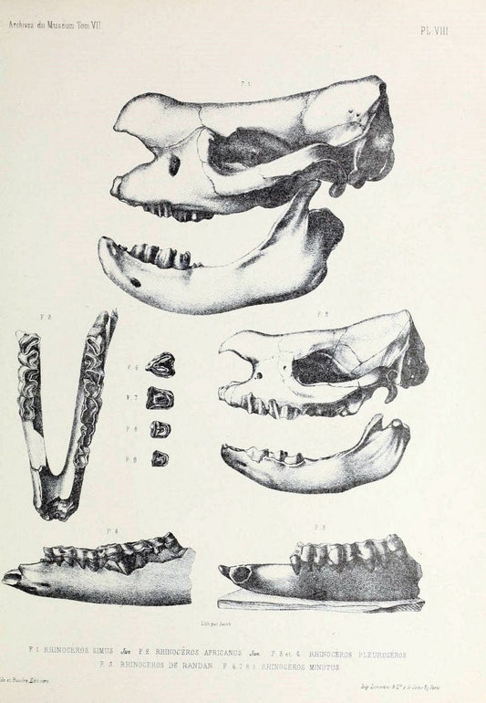 Archives du MusÃ©um d'Histoire Naturelle, Paris.  |  | Vintage Print Reproduction 458031