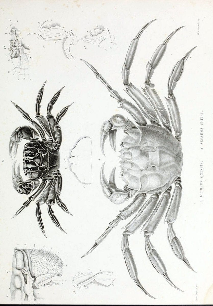 Archives du MusÃ©um d'Histoire Naturelle, Paris.  |  | Vintage Print Reproduction 458033