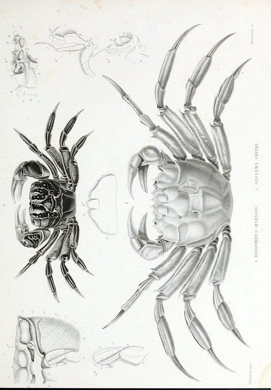 Archives du MusÃ©um d'Histoire Naturelle, Paris.  |  | Vintage Print Reproduction 458033