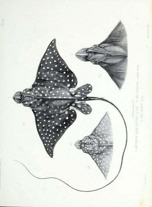 Archives du MusÃ©um d'Histoire Naturelle, Paris.  |  | Vintage Print Reproduction 458035