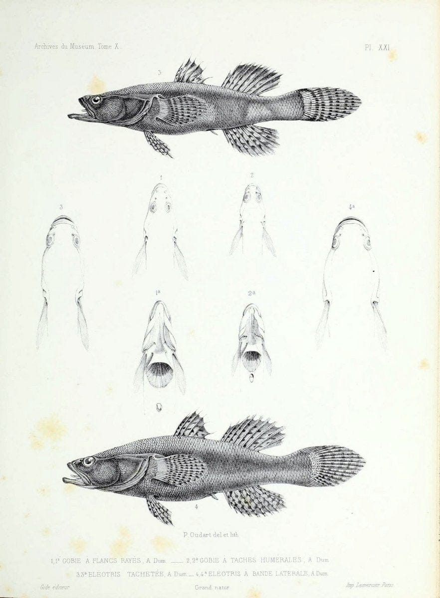 Archives du MusÃ©um d'Histoire Naturelle, Paris.  |  | Vintage Print Reproduction 458036