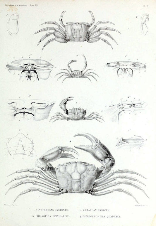 Archives du MusÃ©um d'Histoire Naturelle, Paris.  |  | Vintage Print Reproduction 458037