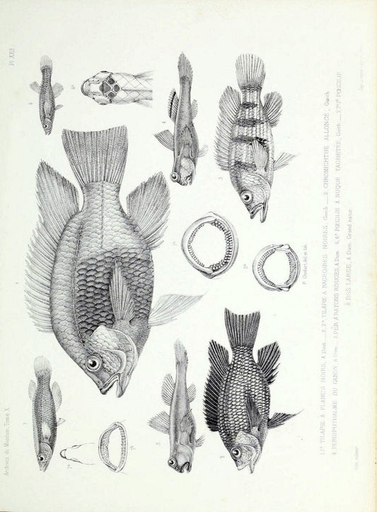 Archives du MusÃ©um d'Histoire Naturelle, Paris.  |  | Vintage Print Reproduction 458038