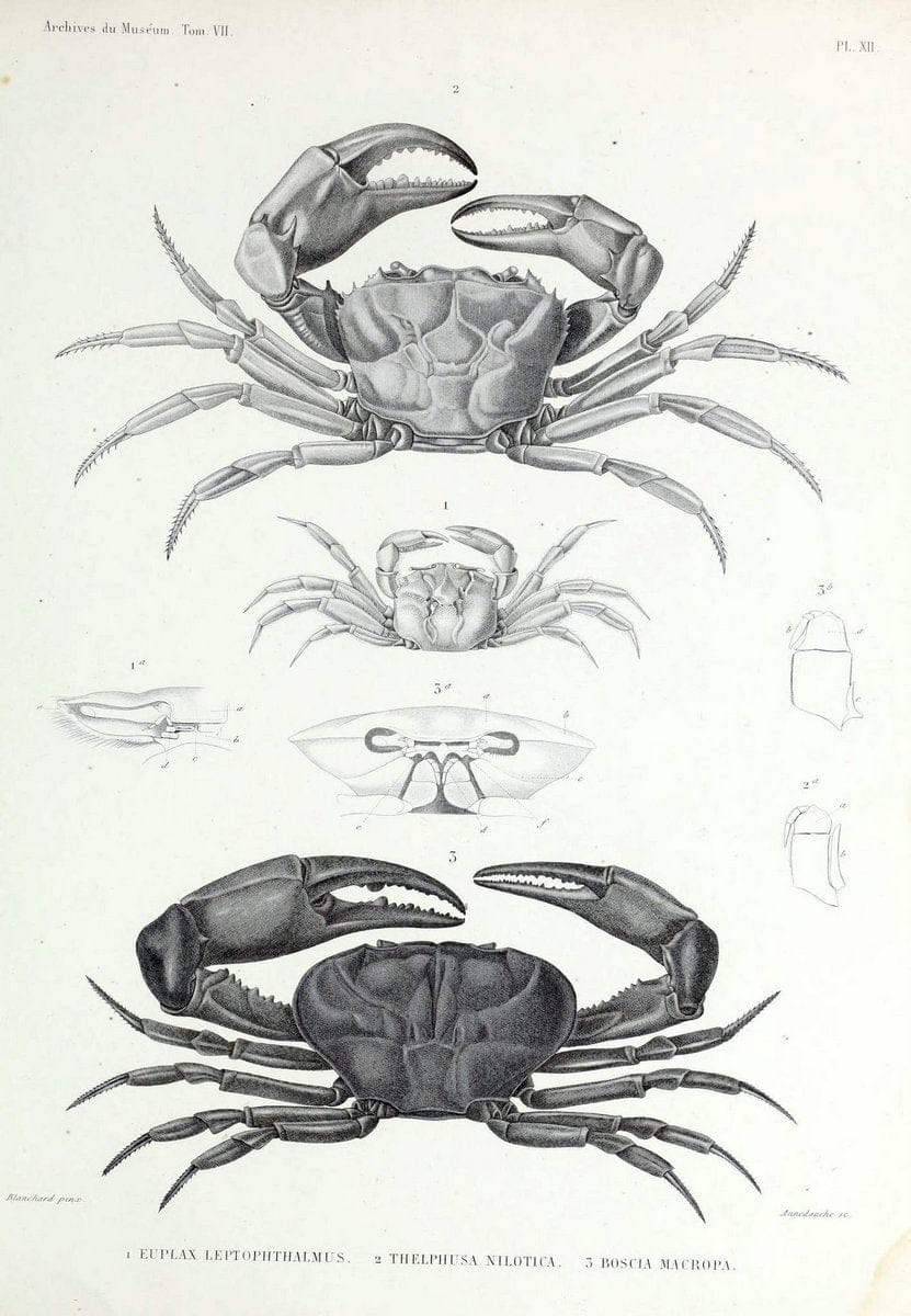 Archives du MusÃ©um d'Histoire Naturelle, Paris.  |  | Vintage Print Reproduction 458039