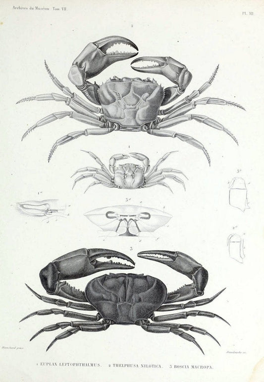 Archives du MusÃ©um d'Histoire Naturelle, Paris.  |  | Vintage Print Reproduction 458039
