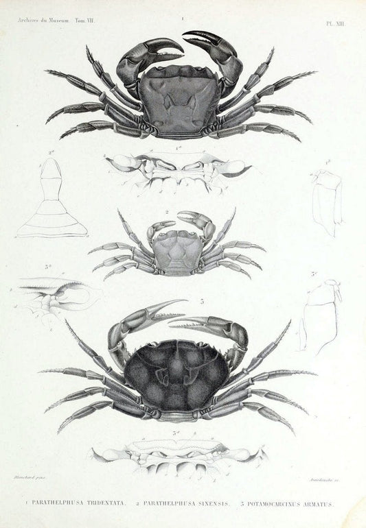 Archives du MusÃ©um d'Histoire Naturelle, Paris.  |  | Vintage Print Reproduction 458040