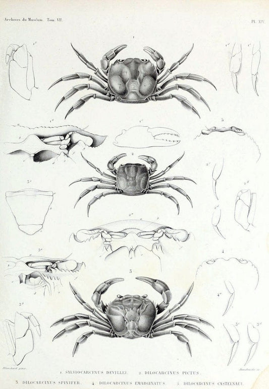 Archives du MusÃ©um d'Histoire Naturelle, Paris.  |  | Vintage Print Reproduction 458041
