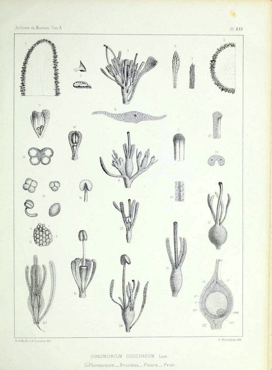 Archives du MusÃ©um d'Histoire Naturelle, Paris.  |  | Vintage Print Reproduction 458042