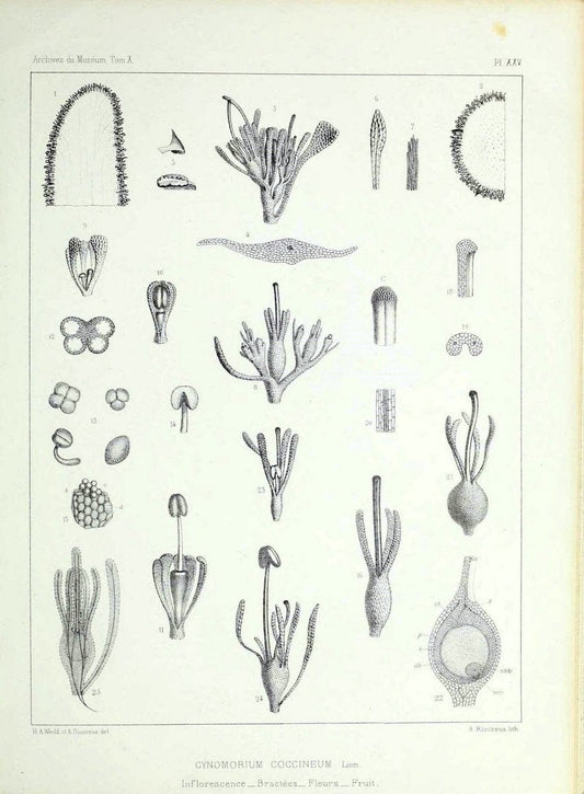 Archives du MusÃ©um d'Histoire Naturelle, Paris.  |  | Vintage Print Reproduction 458042