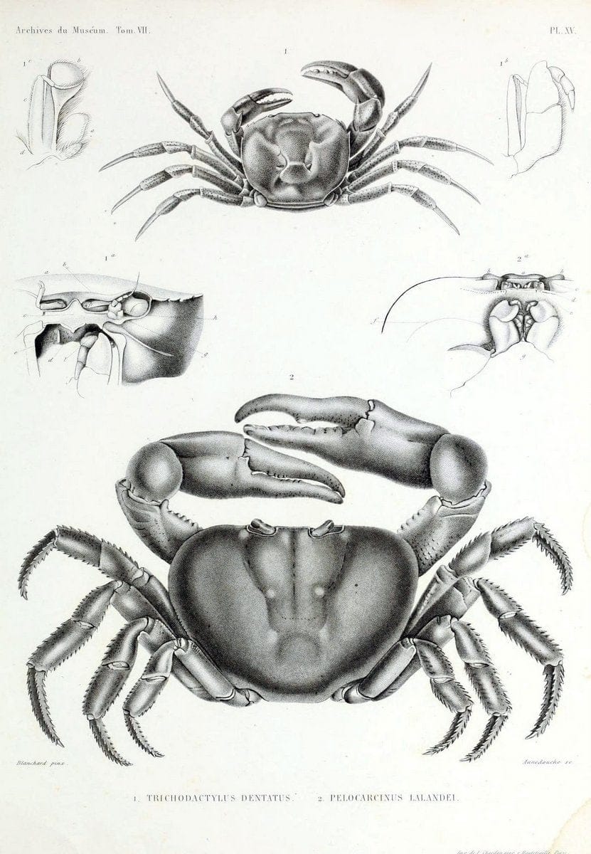 Archives du MusÃ©um d'Histoire Naturelle, Paris.  |  | Vintage Print Reproduction 458043