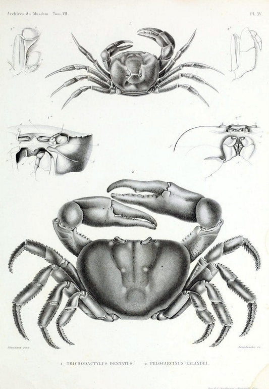 Archives du MusÃ©um d'Histoire Naturelle, Paris.  |  | Vintage Print Reproduction 458043