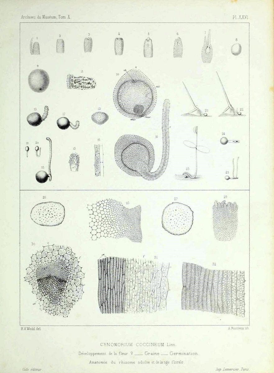 Archives du MusÃ©um d'Histoire Naturelle, Paris.  |  | Vintage Print Reproduction 458044