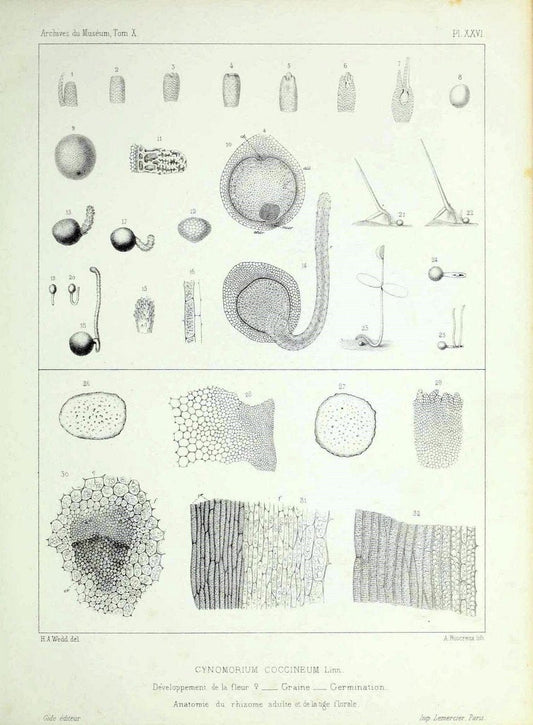 Archives du MusÃ©um d'Histoire Naturelle, Paris.  |  | Vintage Print Reproduction 458044