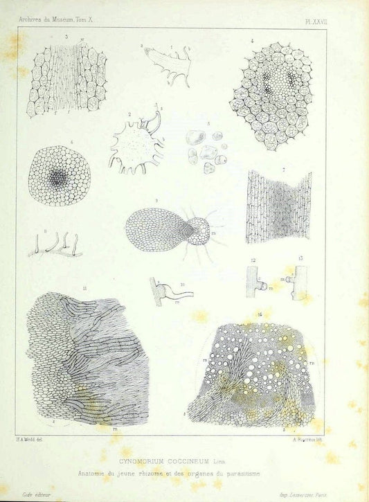 Archives du MusÃ©um d'Histoire Naturelle, Paris.  |  | Vintage Print Reproduction 458045