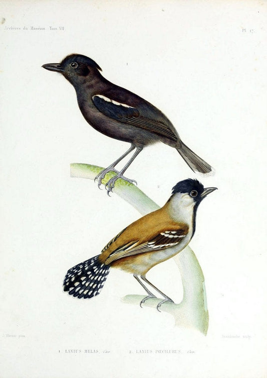 Archives du MusÃ©um d'Histoire Naturelle, Paris.  |  | Vintage Print Reproduction 458046