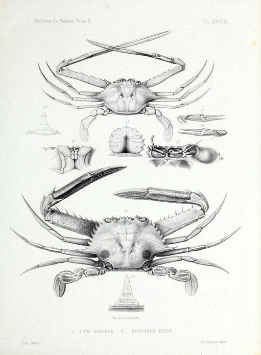 Archives du MusÃ©um d'Histoire Naturelle, Paris.  |  | Vintage Print Reproduction 458047