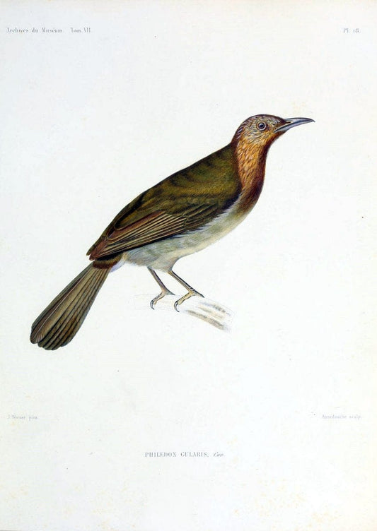 Archives du MusÃ©um d'Histoire Naturelle, Paris.  |  | Vintage Print Reproduction 458048