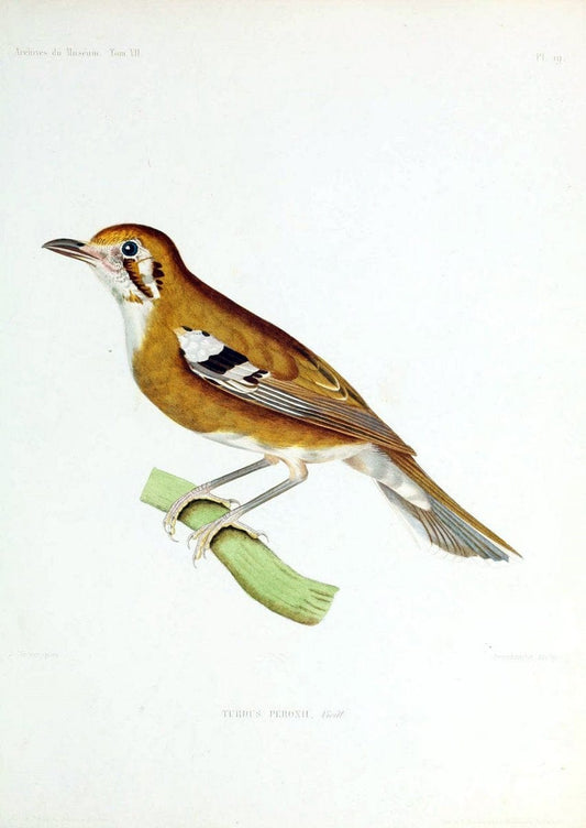 Archives du MusÃ©um d'Histoire Naturelle, Paris.  |  | Vintage Print Reproduction 458049