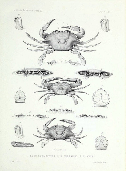 Archives du MusÃ©um d'Histoire Naturelle, Paris.  |  | Vintage Print Reproduction 458050