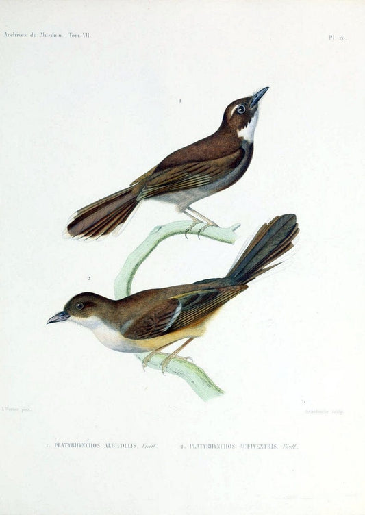 Archives du MusÃ©um d'Histoire Naturelle, Paris.  |  | Vintage Print Reproduction 458051