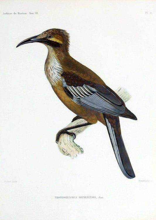 Archives du MusÃ©um d'Histoire Naturelle, Paris.  |  | Vintage Print Reproduction 458052