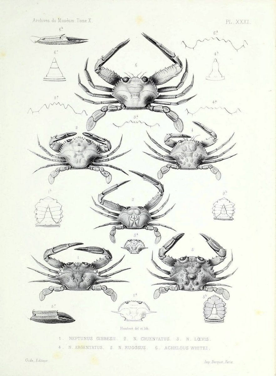 Archives du MusÃ©um d'Histoire Naturelle, Paris.  |  | Vintage Print Reproduction 458053