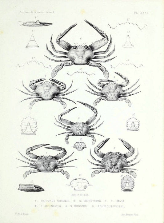 Archives du MusÃ©um d'Histoire Naturelle, Paris.  |  | Vintage Print Reproduction 458053