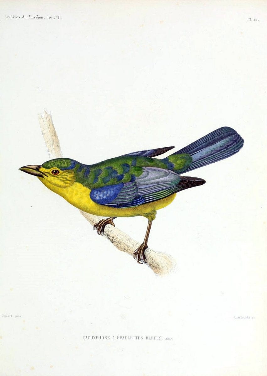 Archives du MusÃ©um d'Histoire Naturelle, Paris.  |  | Vintage Print Reproduction 458054